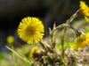 Tussilago 150512